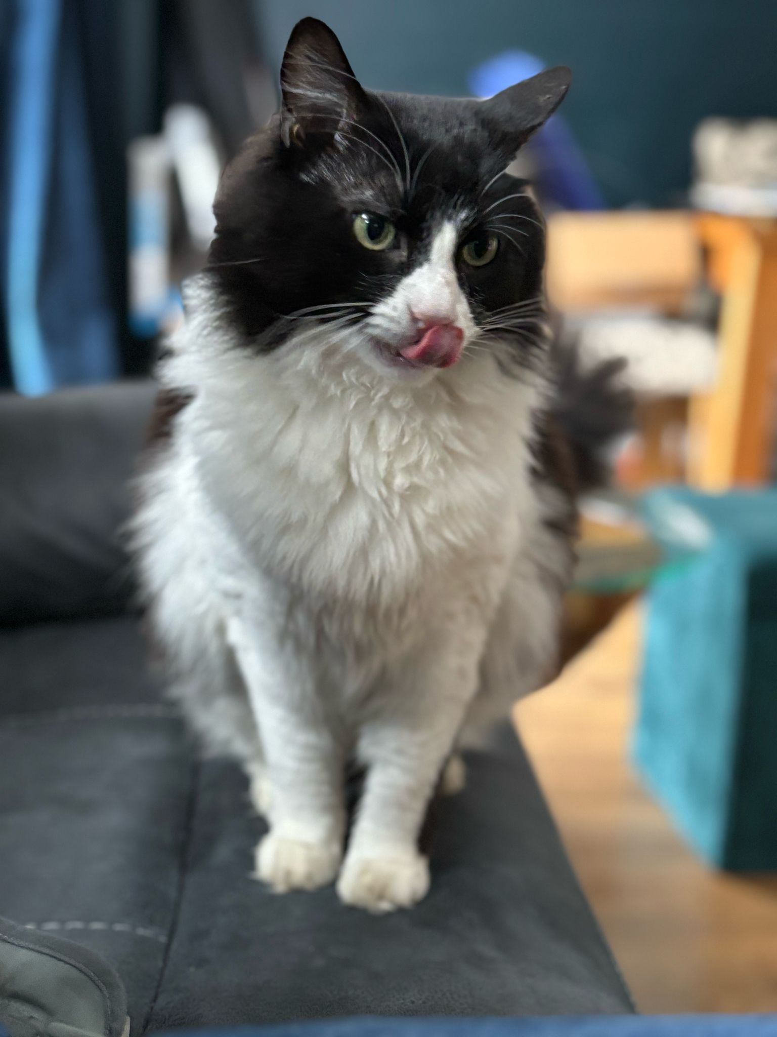 Picture of my long-haired black and white tuxedo cat, Batman